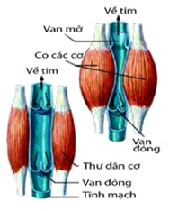 benh suy tinh mach chi duoi man tinh1